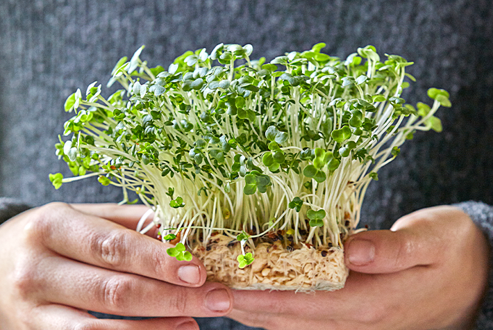 How to grow microgreens
