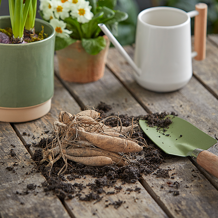 Summer flowering bulbs