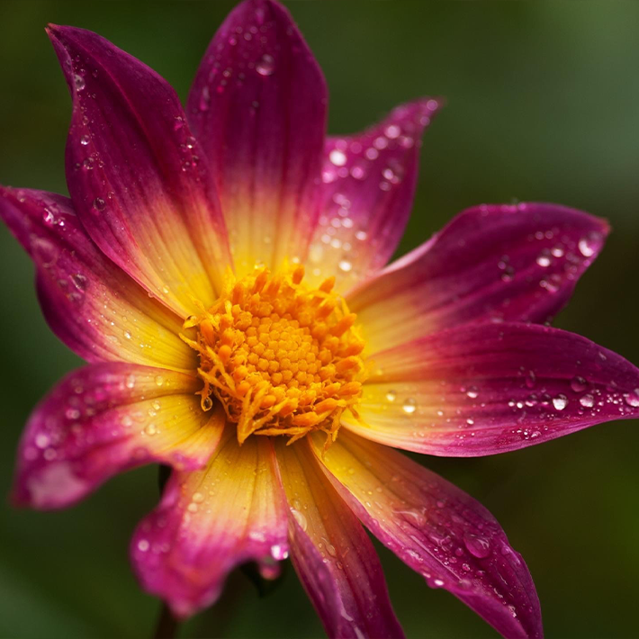 Summer flowering bulbs