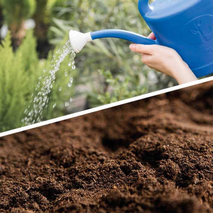 needs of a potato to grow well