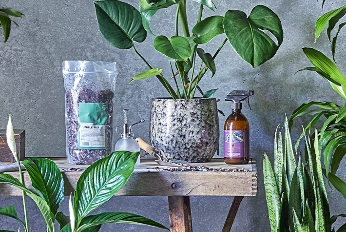 How to repot a houseplant