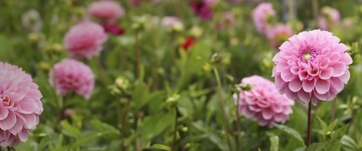 Dobbies Garden Centres Dobbies Garden Centres