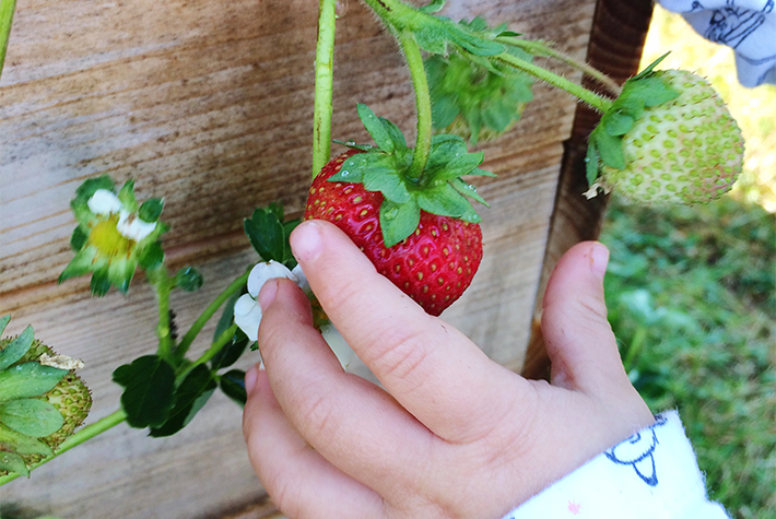 picking strawberries