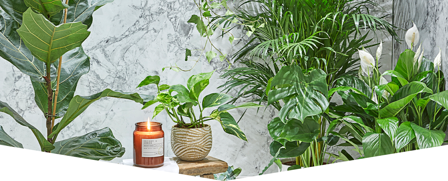 Houseplants to boost your wellbeing