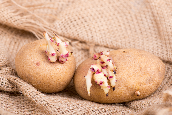 sprouting potato