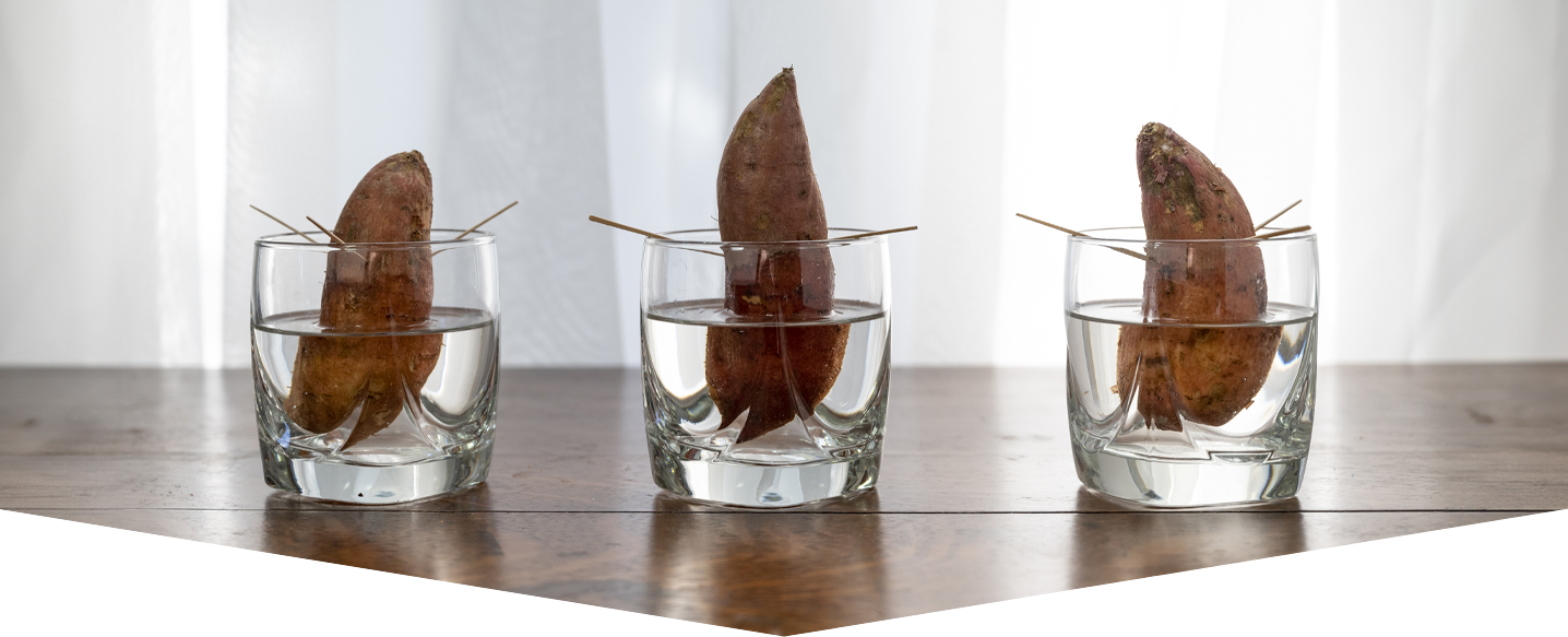 Potato sprouting experiment