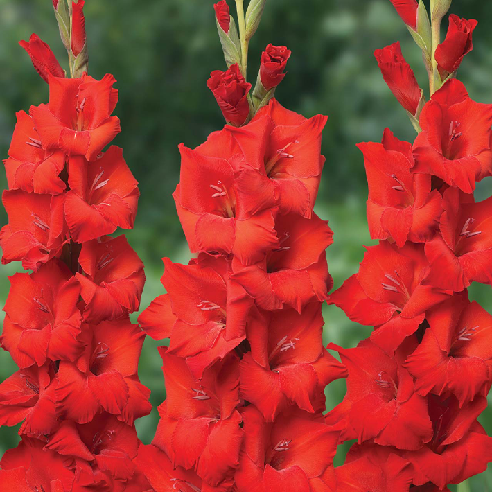 Summer flowering bulbs