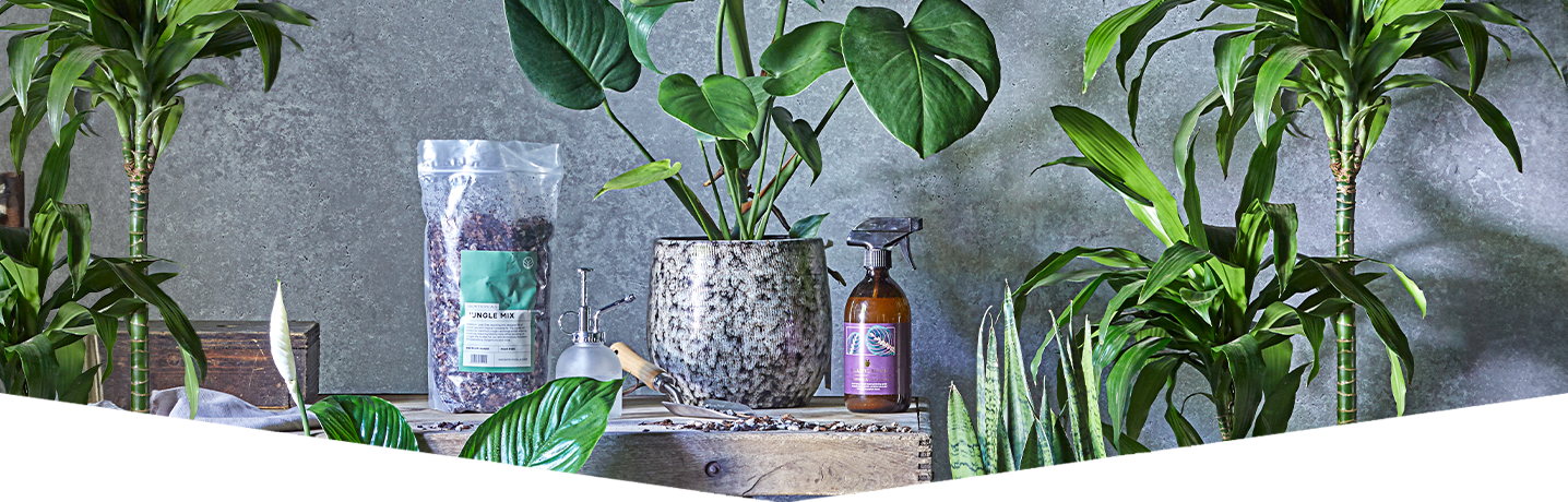 How to repot a houseplant