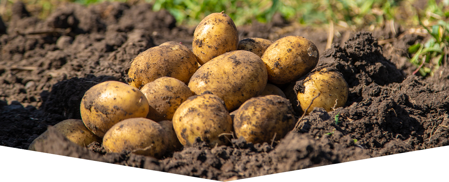 Learn about growing your own potatoes