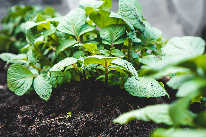 potato stems and leaves