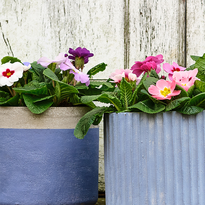 Primrose containers