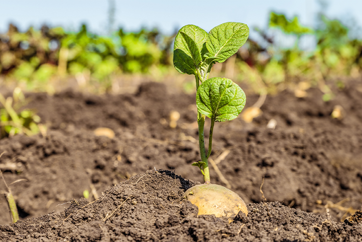potatoes started to grow