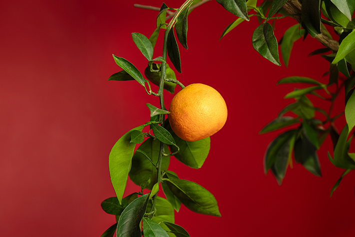 Citrus Plant