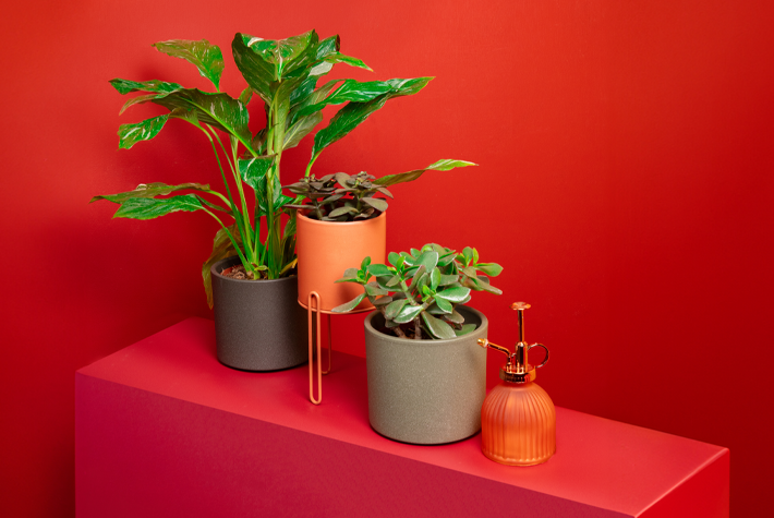 5 Lucky Plants & Flowers