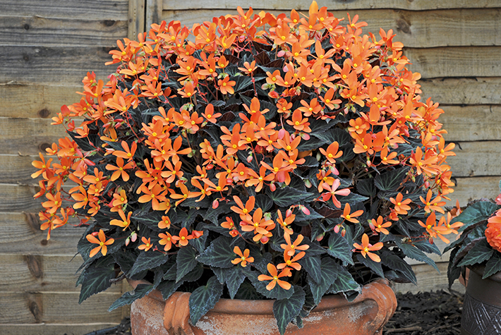 Begonia Glowing Embers.png