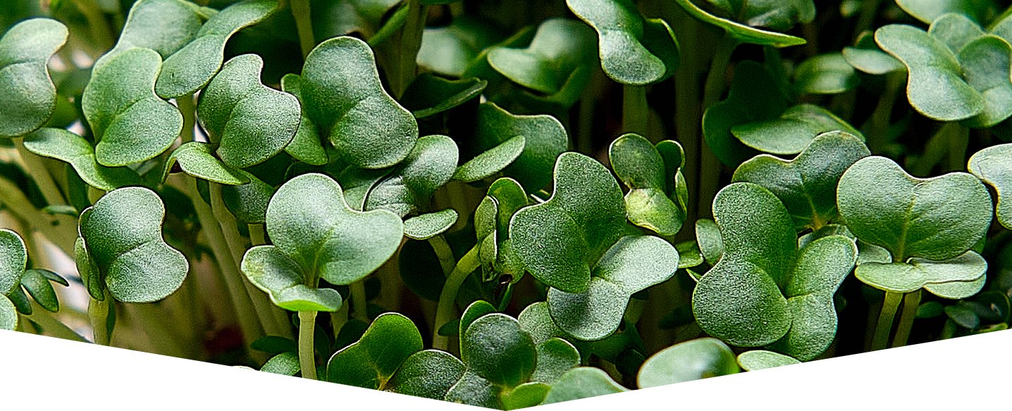 Microgreens