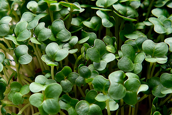 5 microgreens to grow indoors