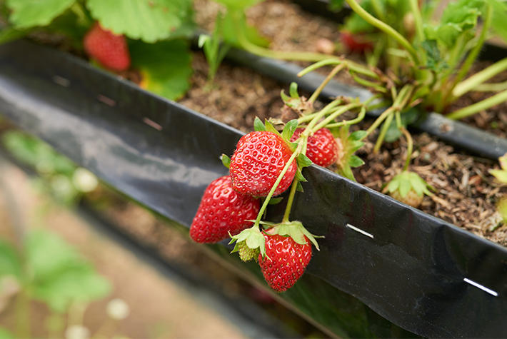 strawberry-growing-garden-bed