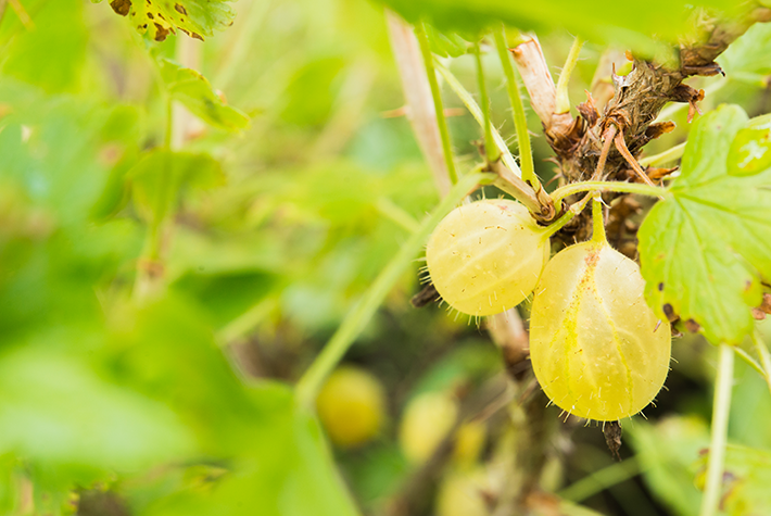 green-gooseberries