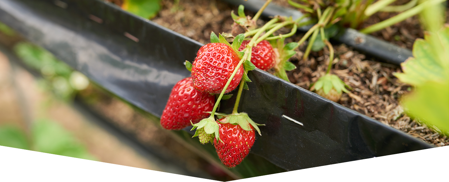 Grow-your-own-strawberries