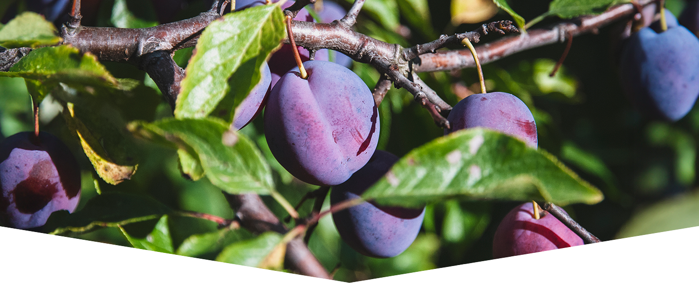 Grow-your-own-soft-fruits-outdoors-header