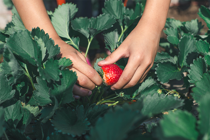 strawberry-harvest