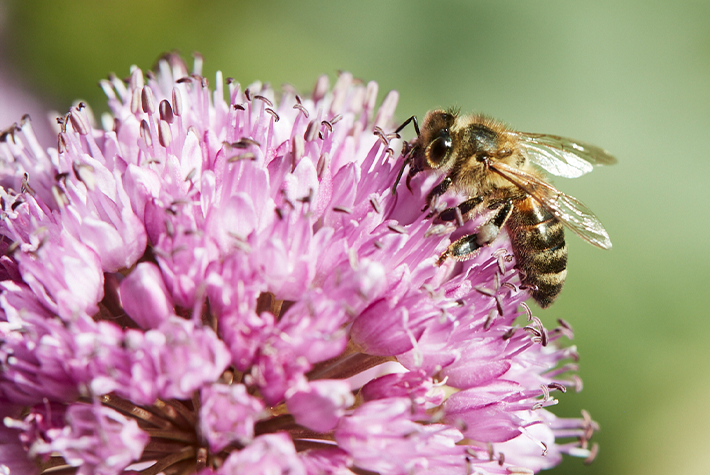 Gardening tips for April