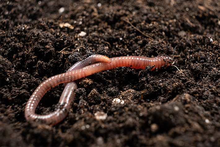 earthworm