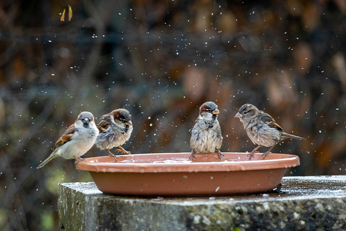 Bird baths