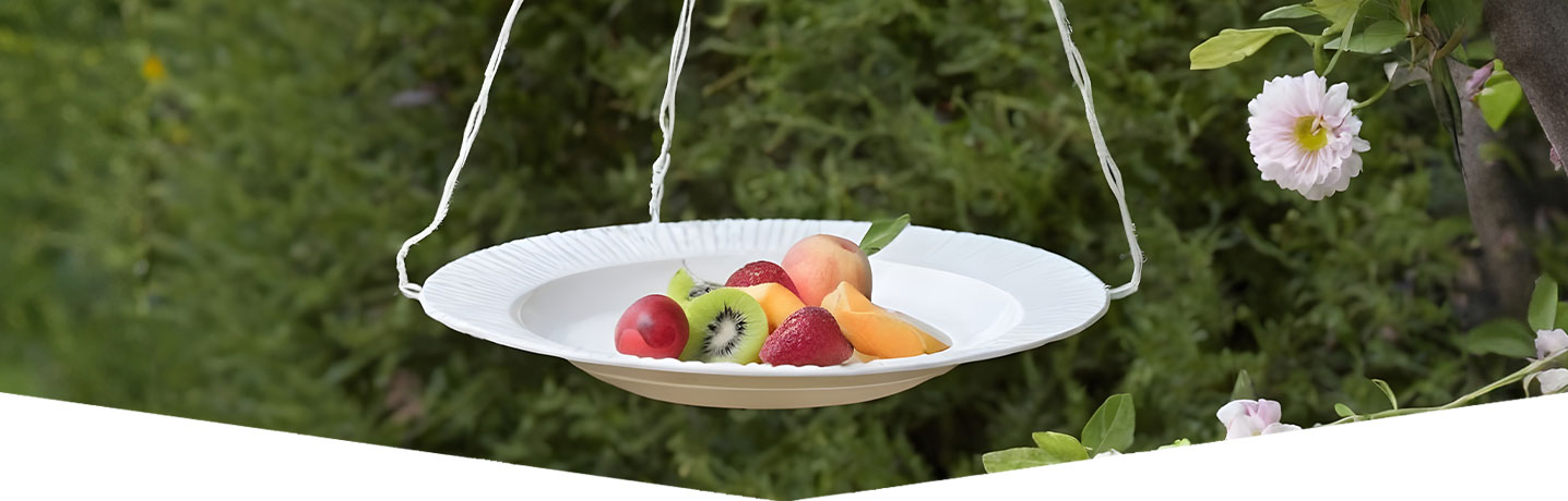 Create your own butterfly feeder