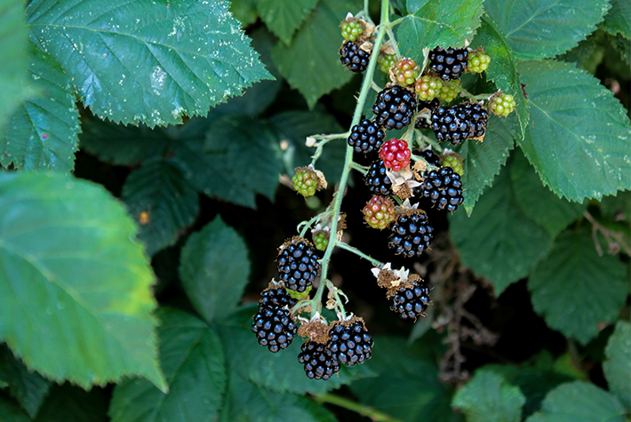 blackberries bush
