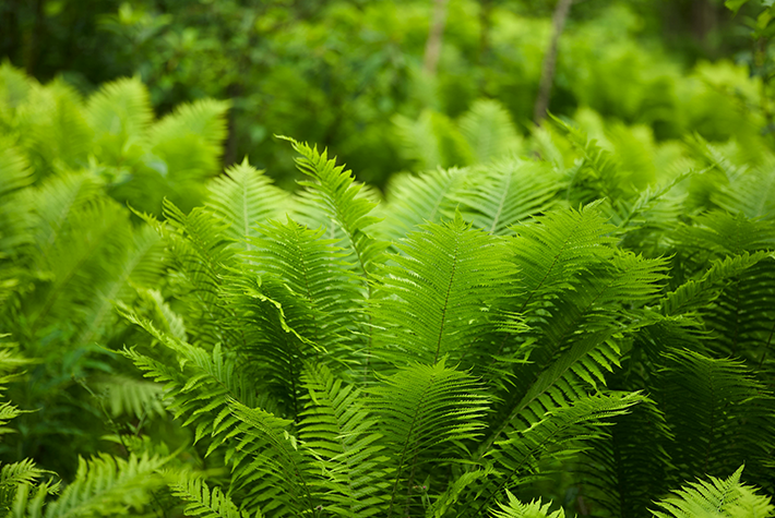 ferns