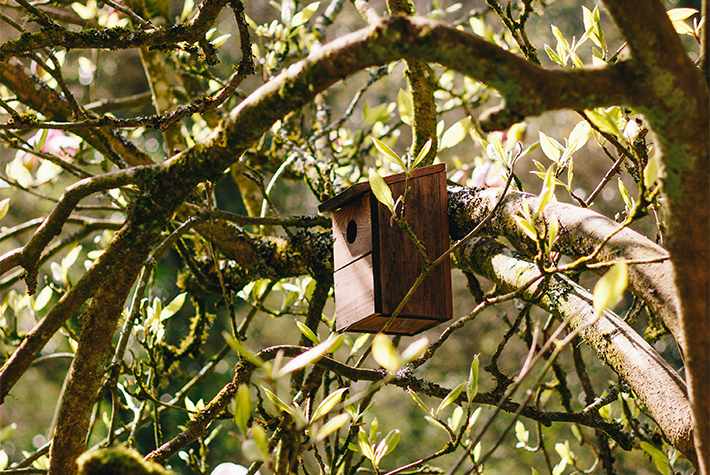 Bird boxes