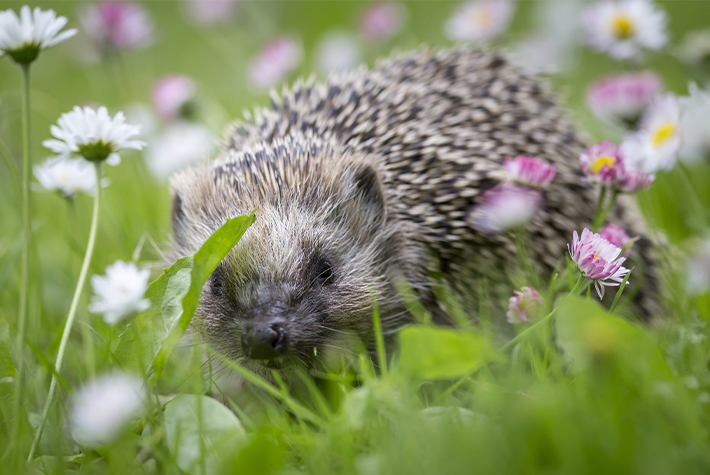 hedgehog sitting