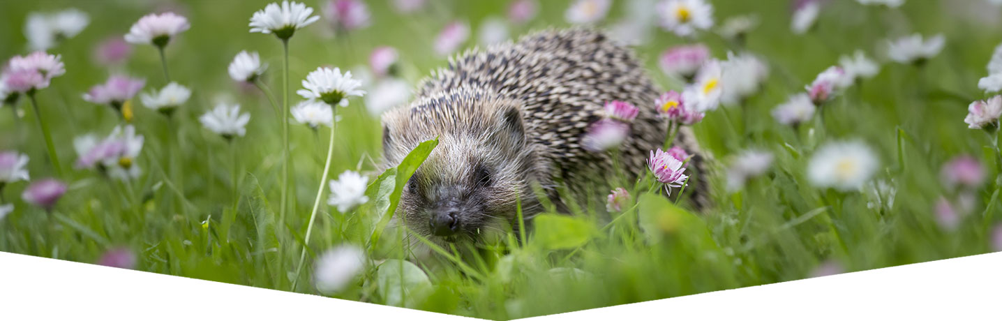 Wildlife friendly gardens