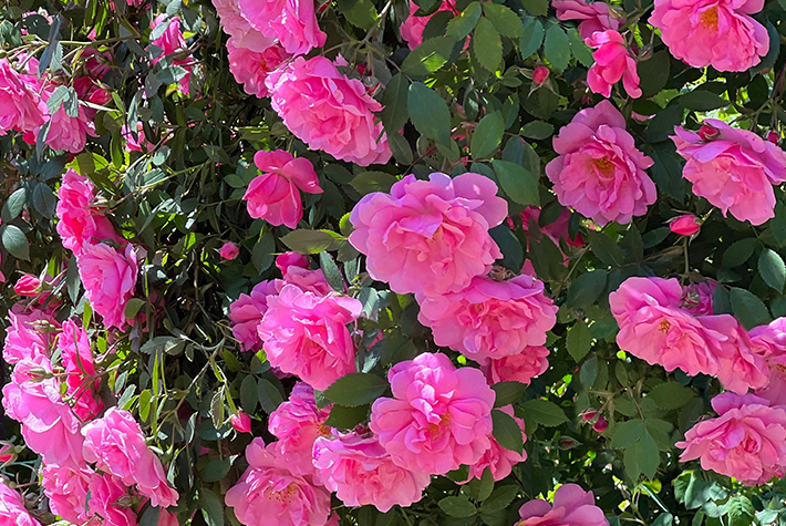 Climbing Rose-Pink Cloud
