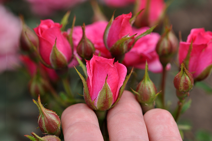 Plant & Care for Roses