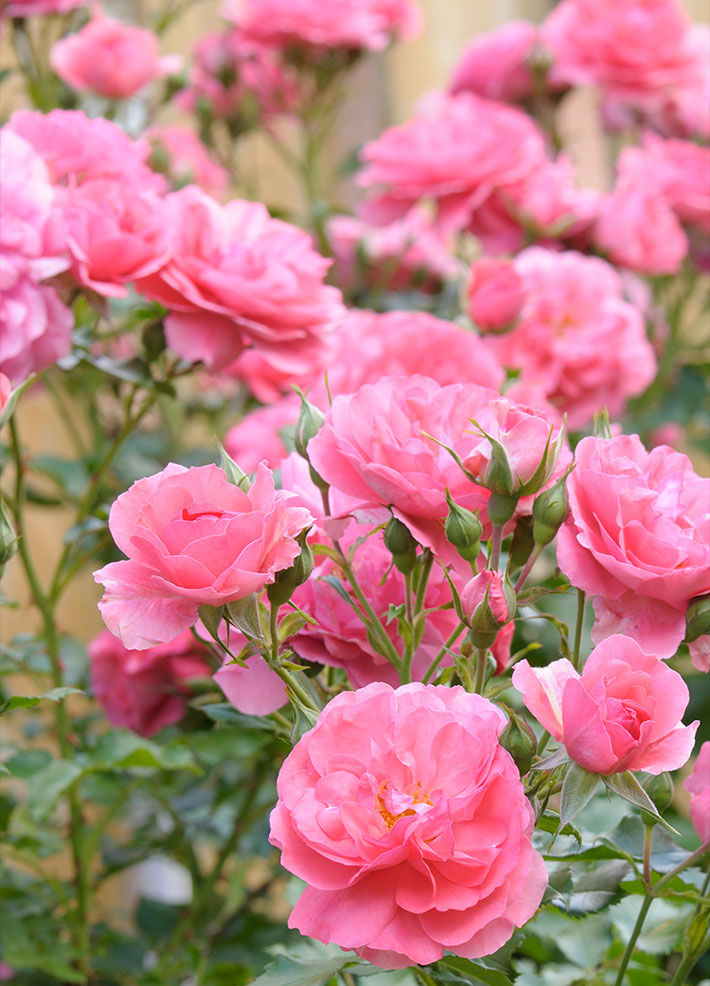 Patio Roses