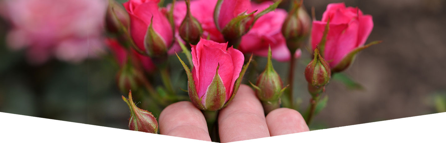 Header Plant & Care for Roses