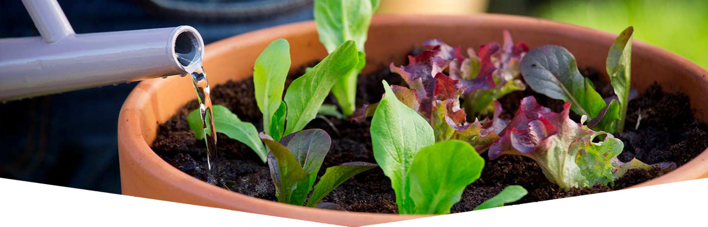 Vegetables in containers
