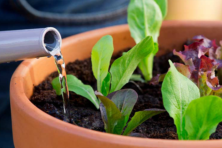Vegetables in containers