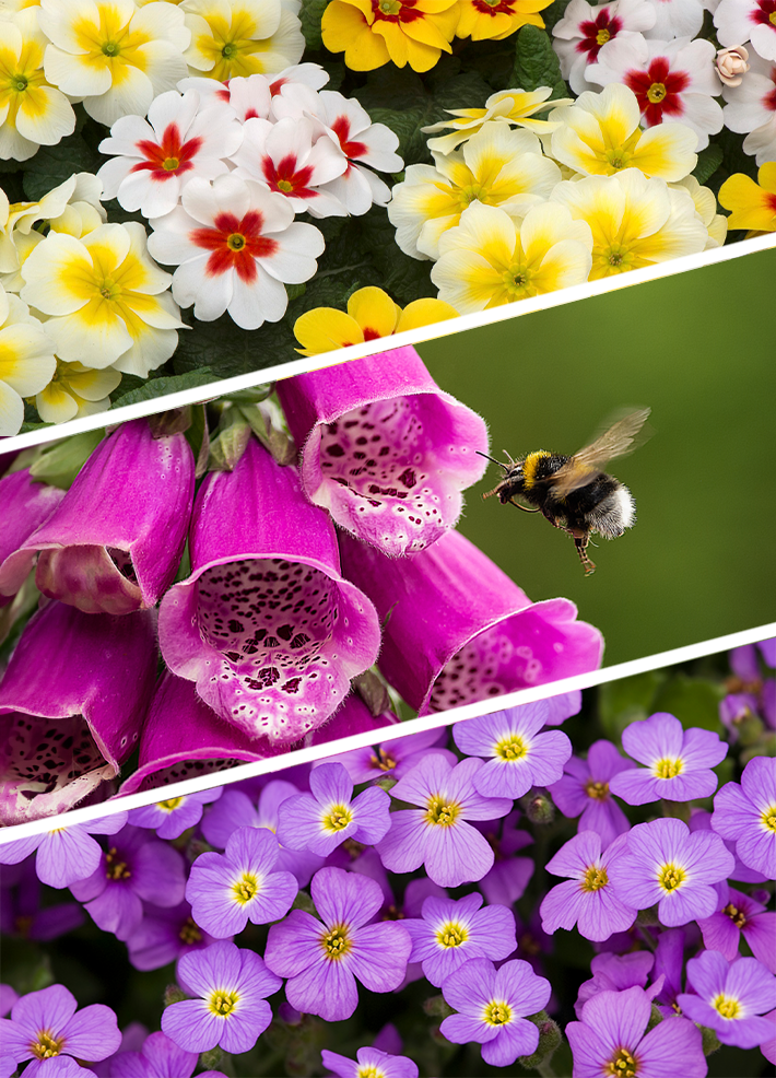 How to create a bee friendly garden