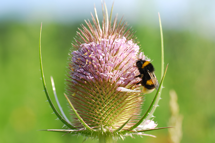 How to create a bee friendly garden