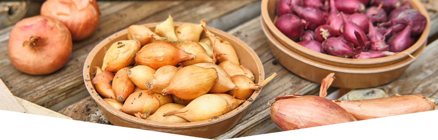 How to grow onions & shallots