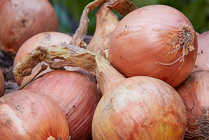 Onions