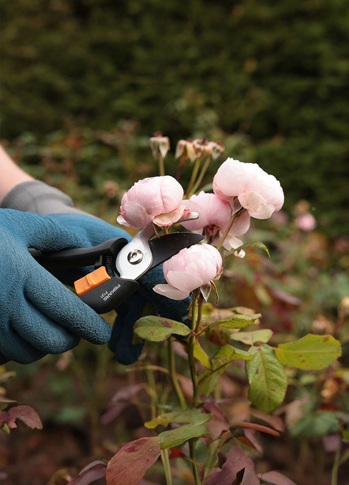 Rose Pruning