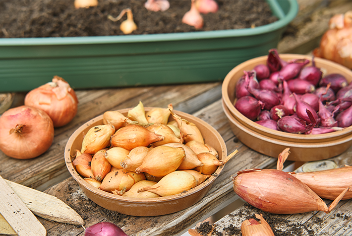 Growing Onions & Shallots