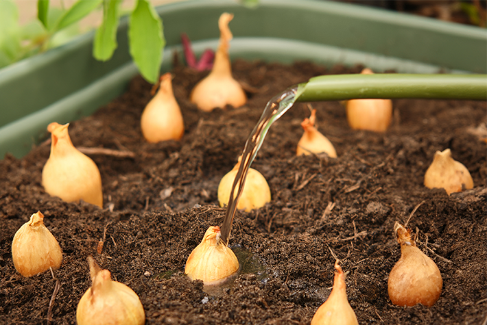 Watering Shallots