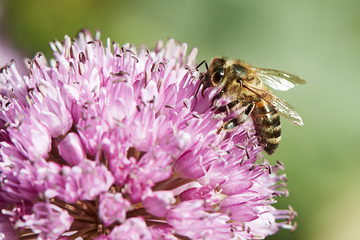 blog_mar_24_Why are bees important_header_mob.png