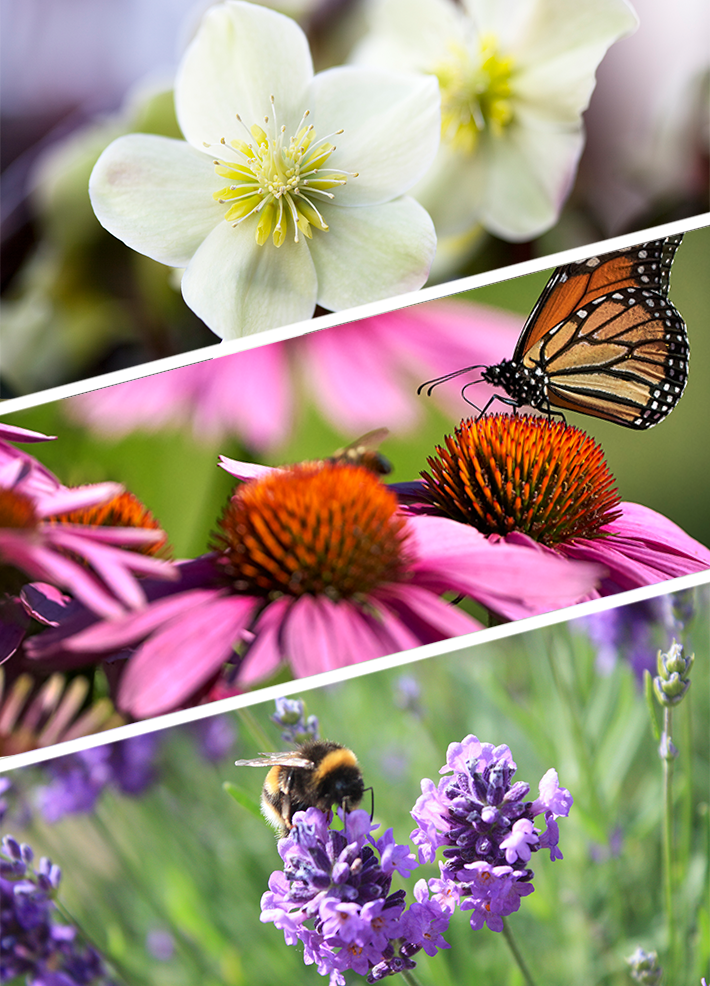 How to create a bee friendly garden